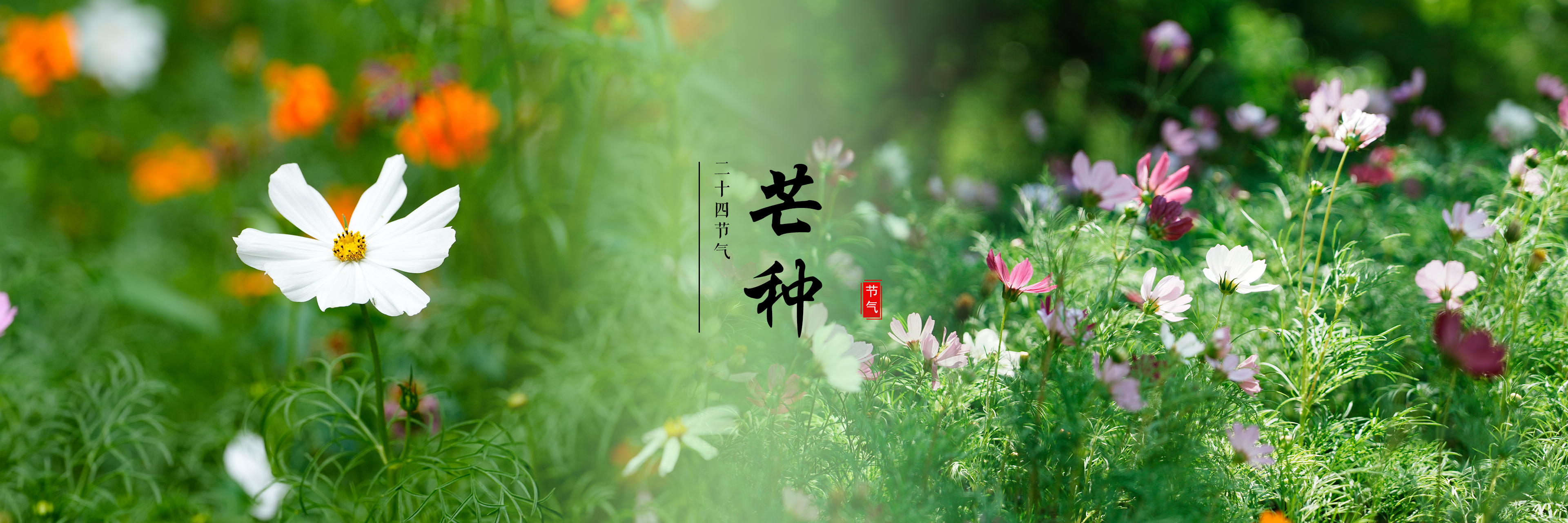 芒种
